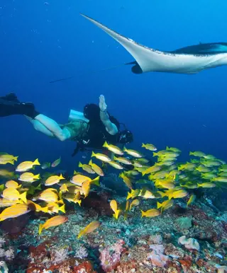 In den Steilwänden des Manta Reef Mantarochen beobachten in Mozambique